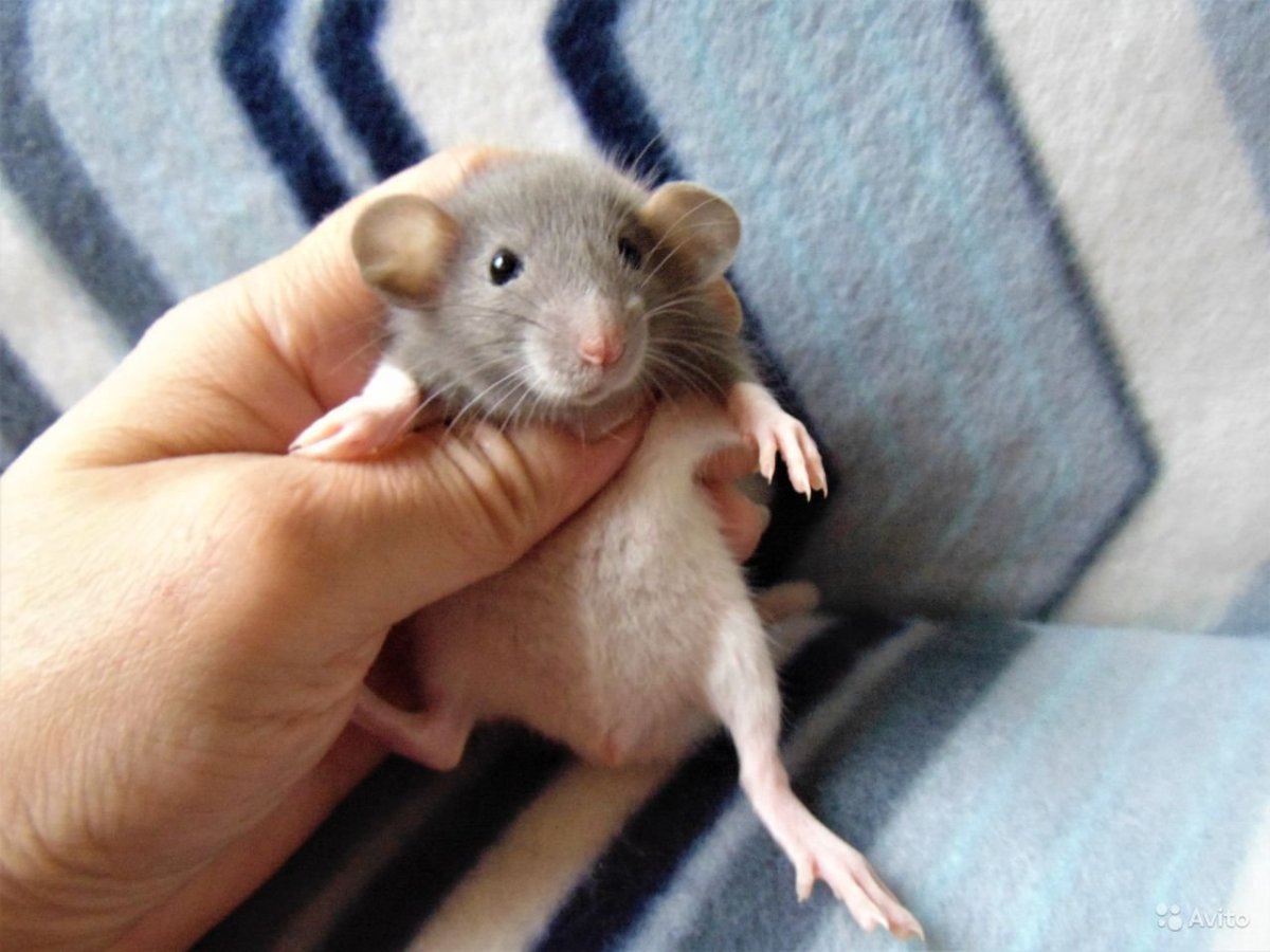 Сатиновая крыса Дамбо