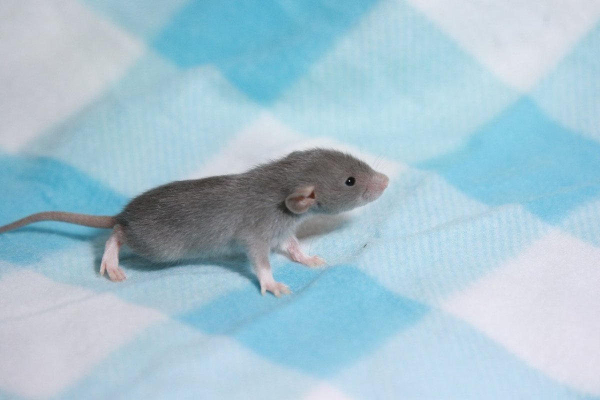 Серый крысенок Дамбо