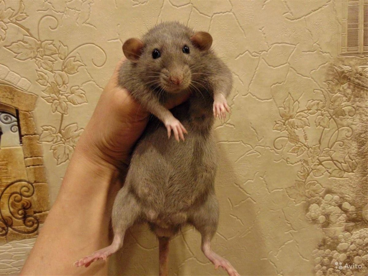 Крысы Дамбо крысята