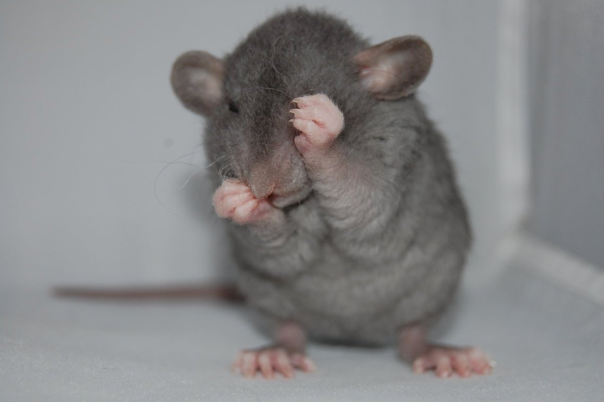 Крыса Дамбо капюшоновая