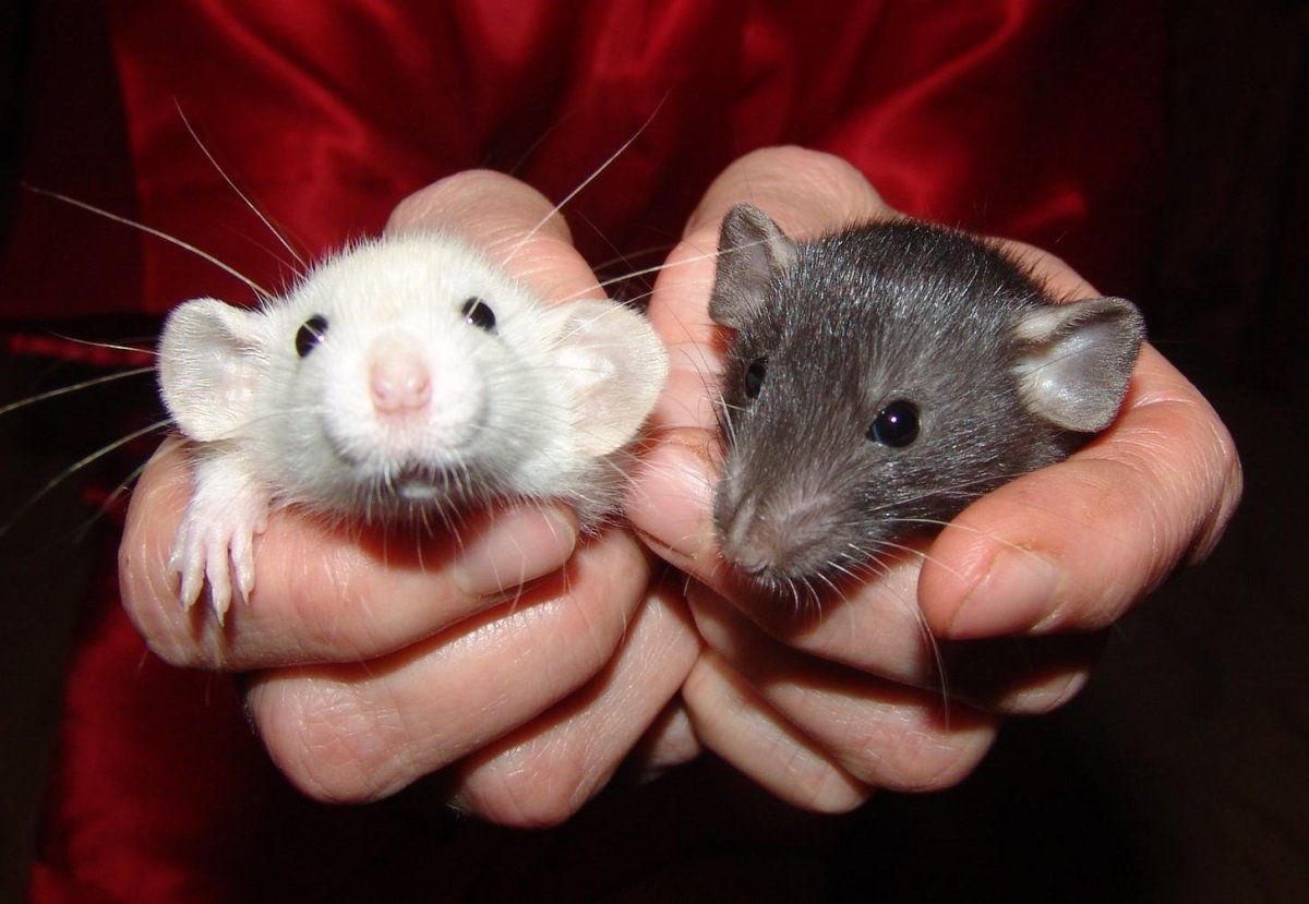 Крыса Дамбо самец