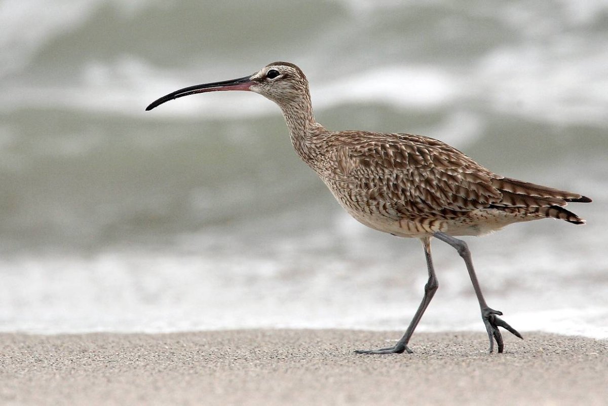 Средний кроншнеп (Numenius phaeopus)