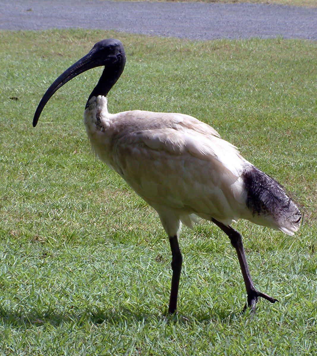Threskiornis solitarius
