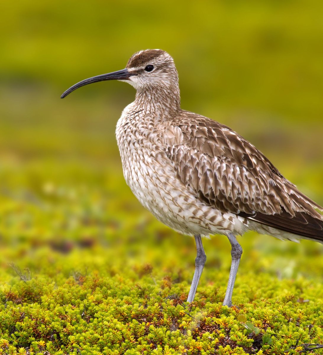 Степной средний кроншнеп