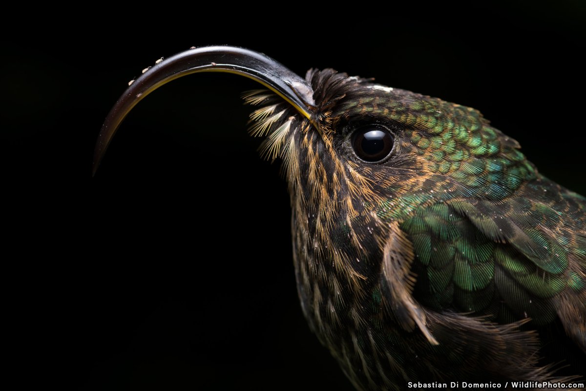 Орлиноклювый Колибри Шри Ланка