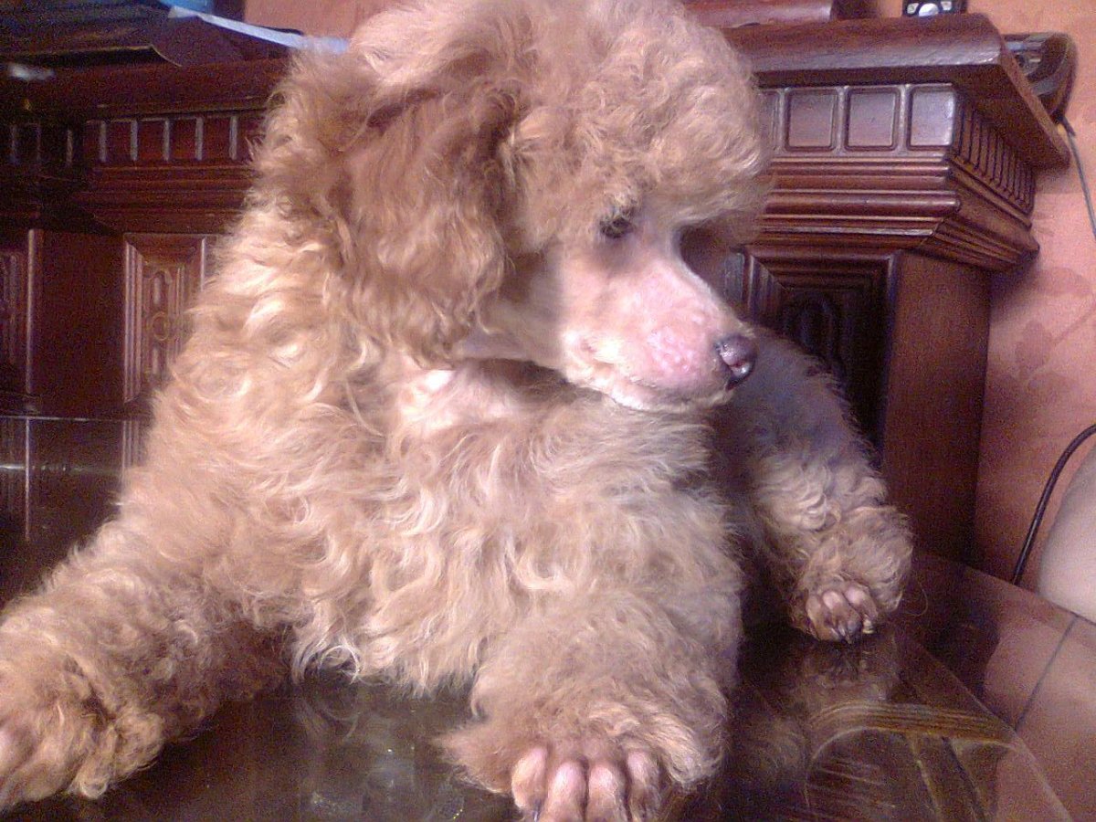 Пудель Арлекин абрикосовый