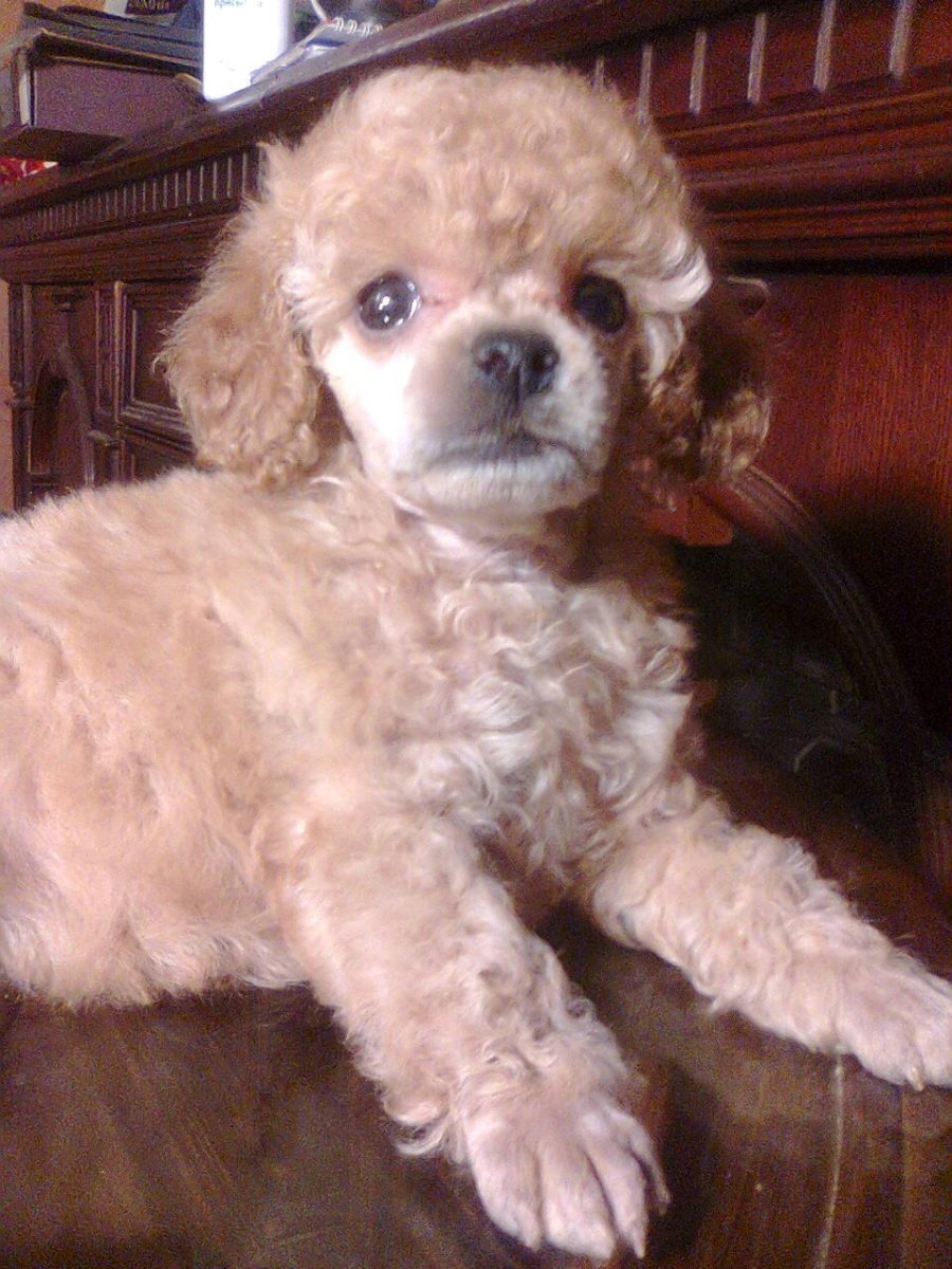 Карликовый пудель персиковый