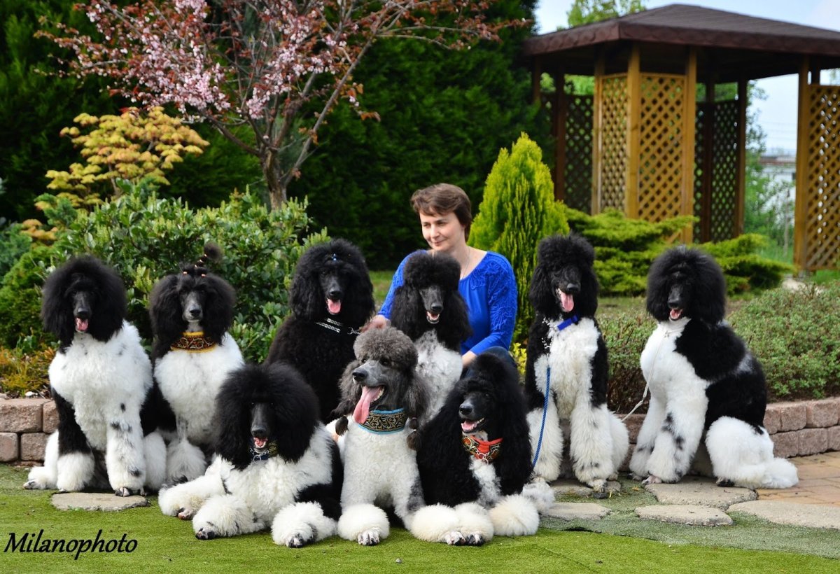 Королевский пудель окрасы