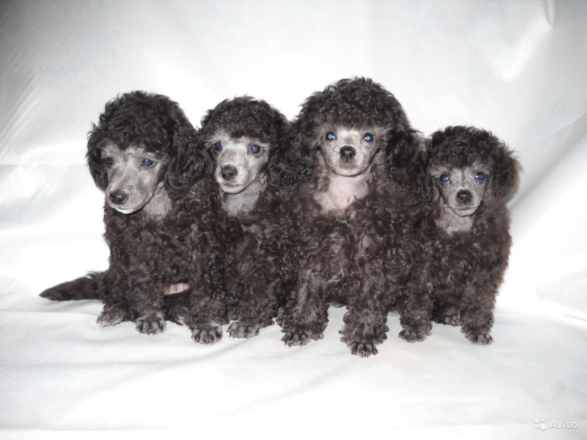 Мраморный той пудель