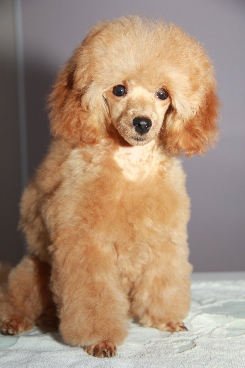 Карликовый пудель абрикос