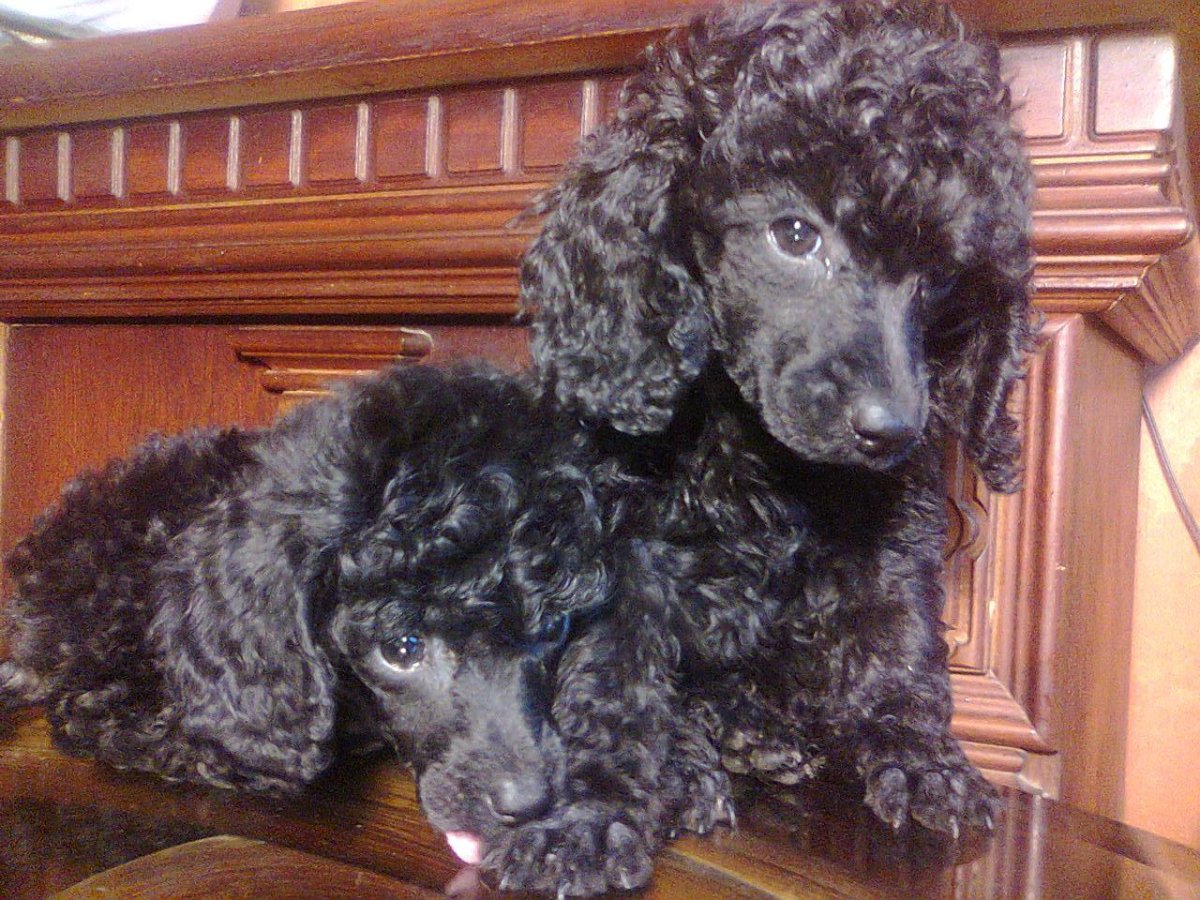Карликовый пудель черный
