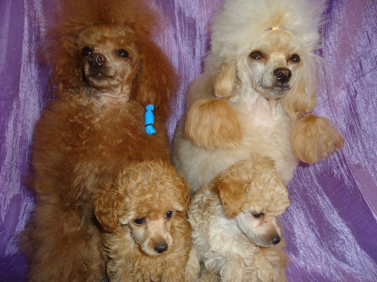 Пудель карликовый абрикосовый