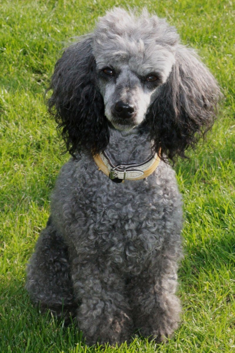 Карликовый Королевский пудель