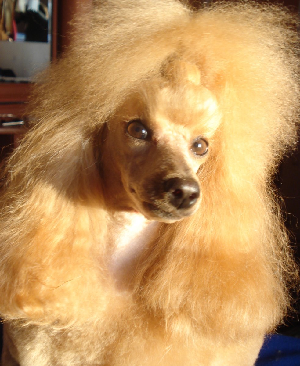 Той пудель окрасы