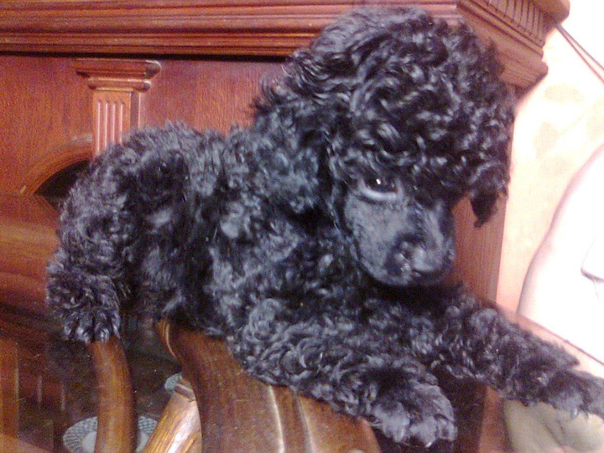 Той пудель черный