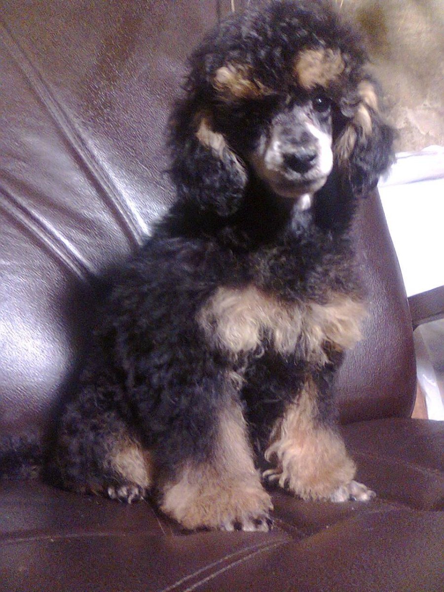 Черный подпалый пудель