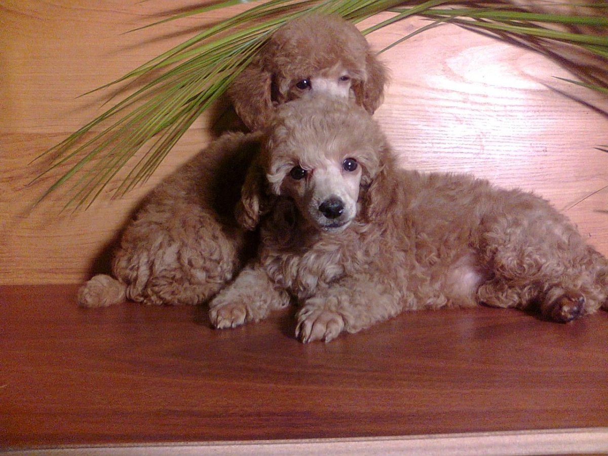 Пудель карликовый серебристый