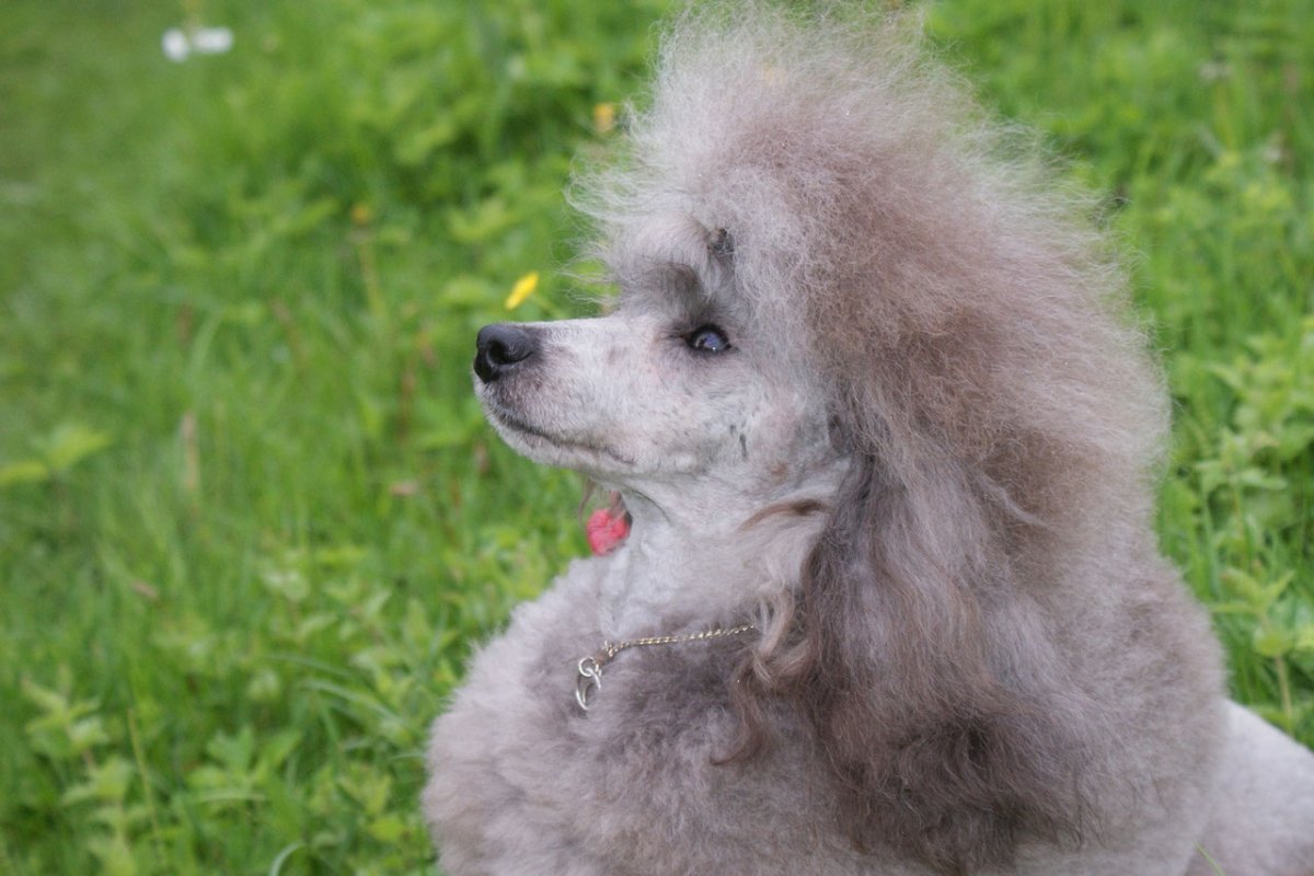 Пудель серебристый малый