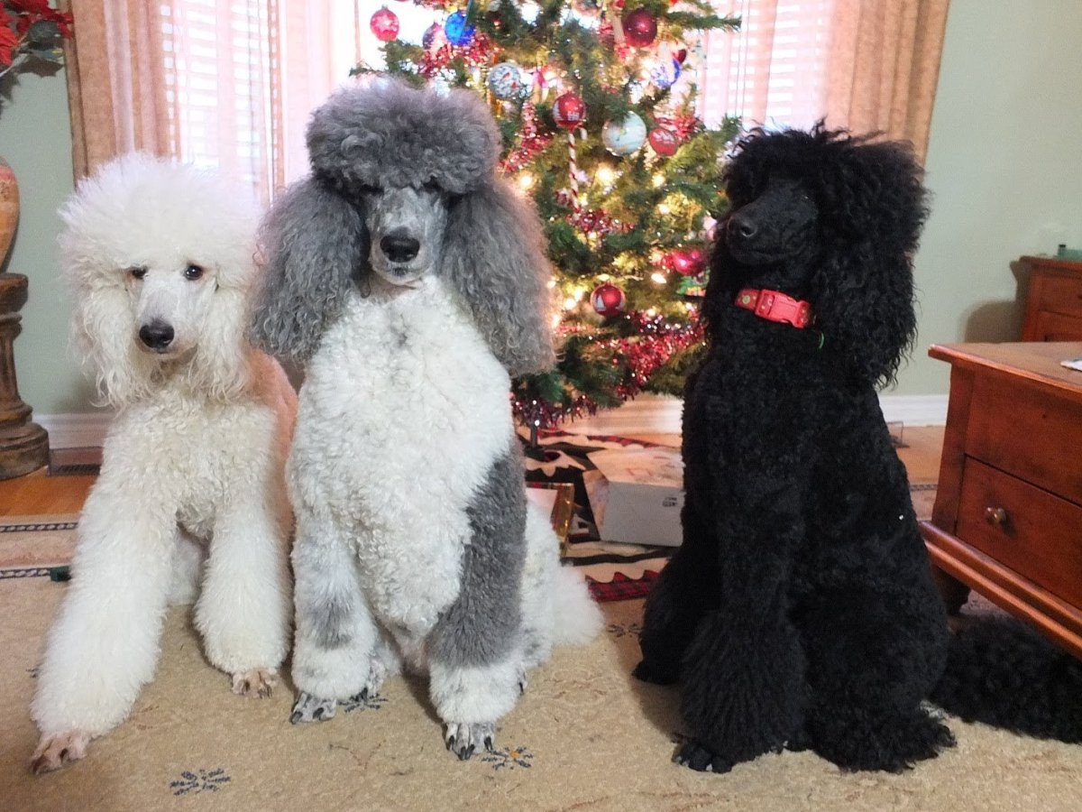 Той пудель стандарт породы