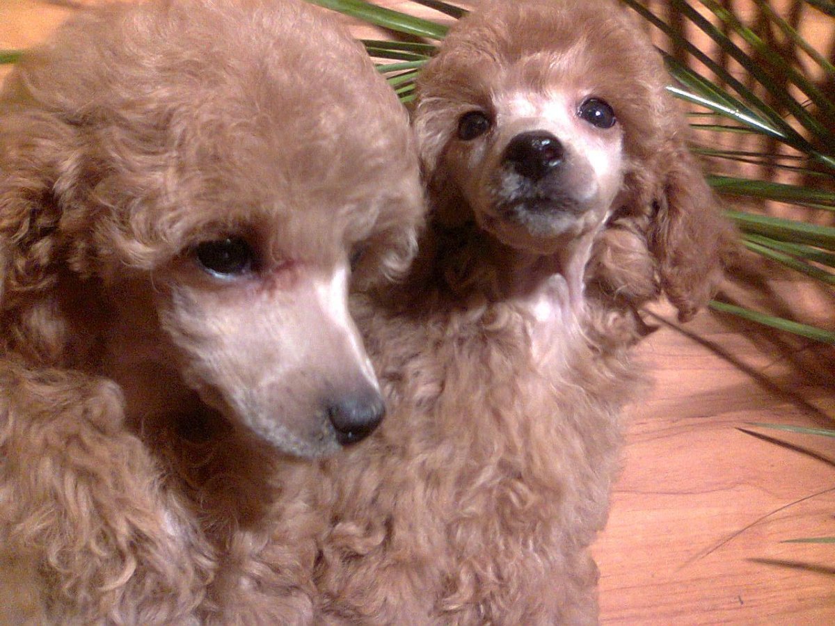 Пудель карликовый абрикосовый