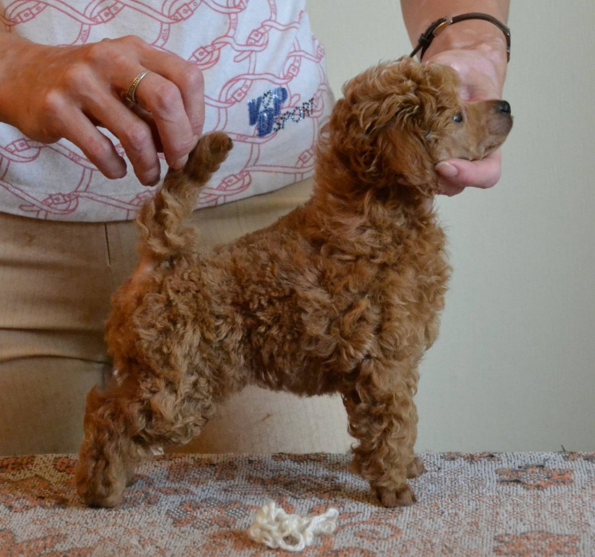 Карликовый пудель окрасы