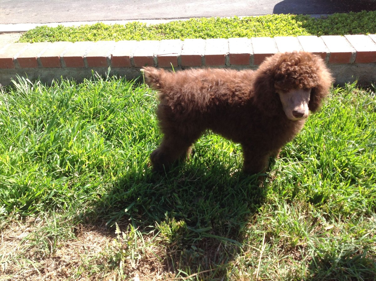 Стандартный пудель