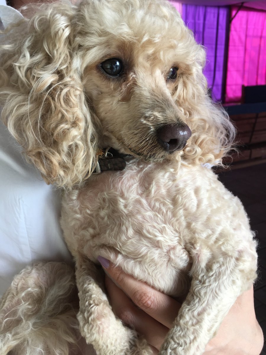 Голубоглазый той пудель