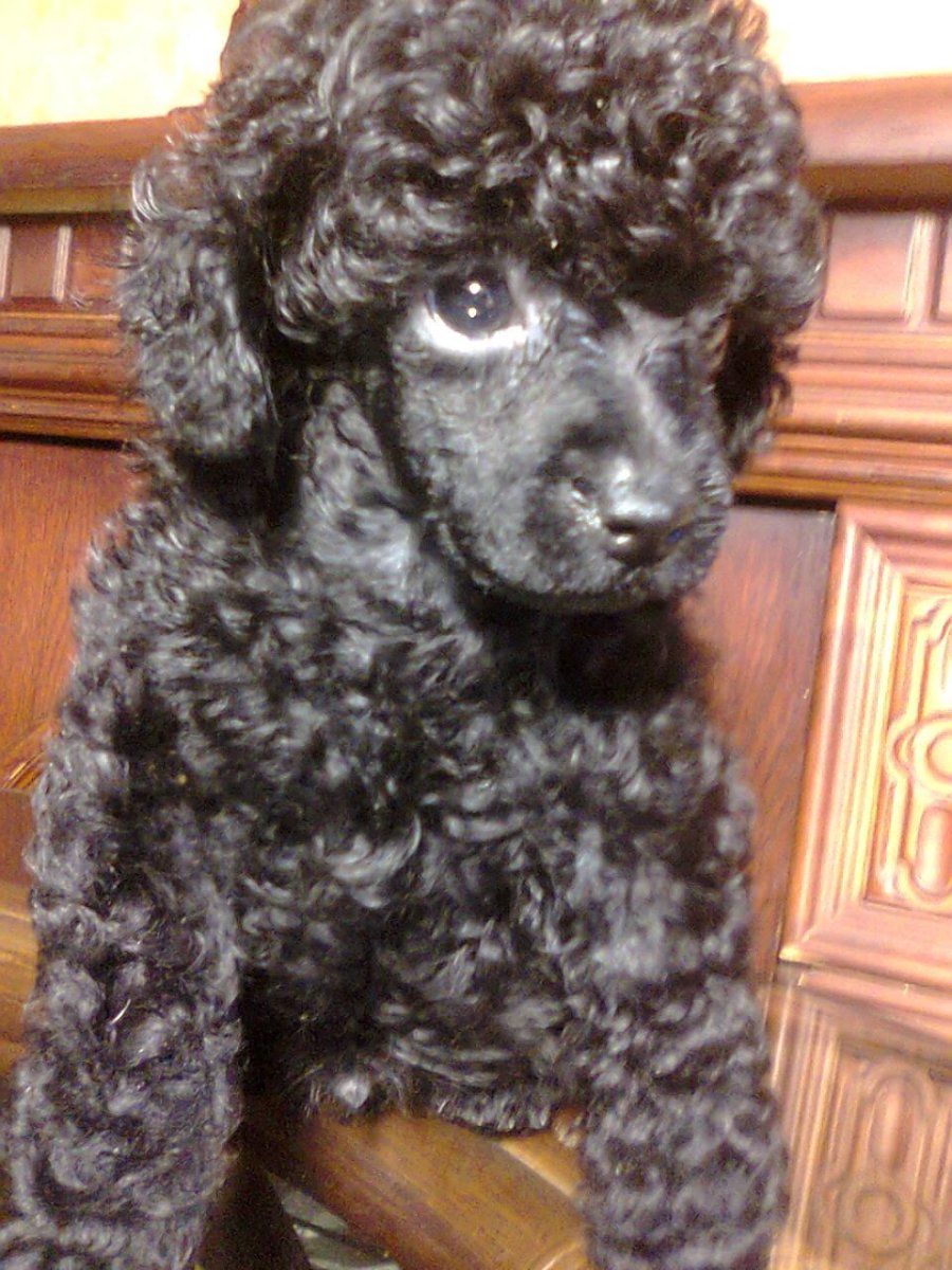 Карликовый пудель черный