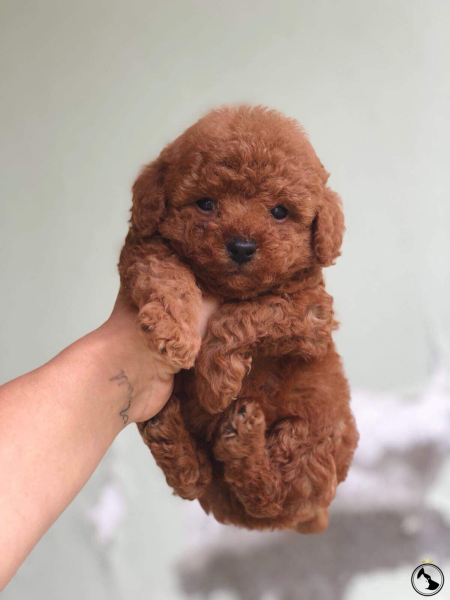 Той пудель красный