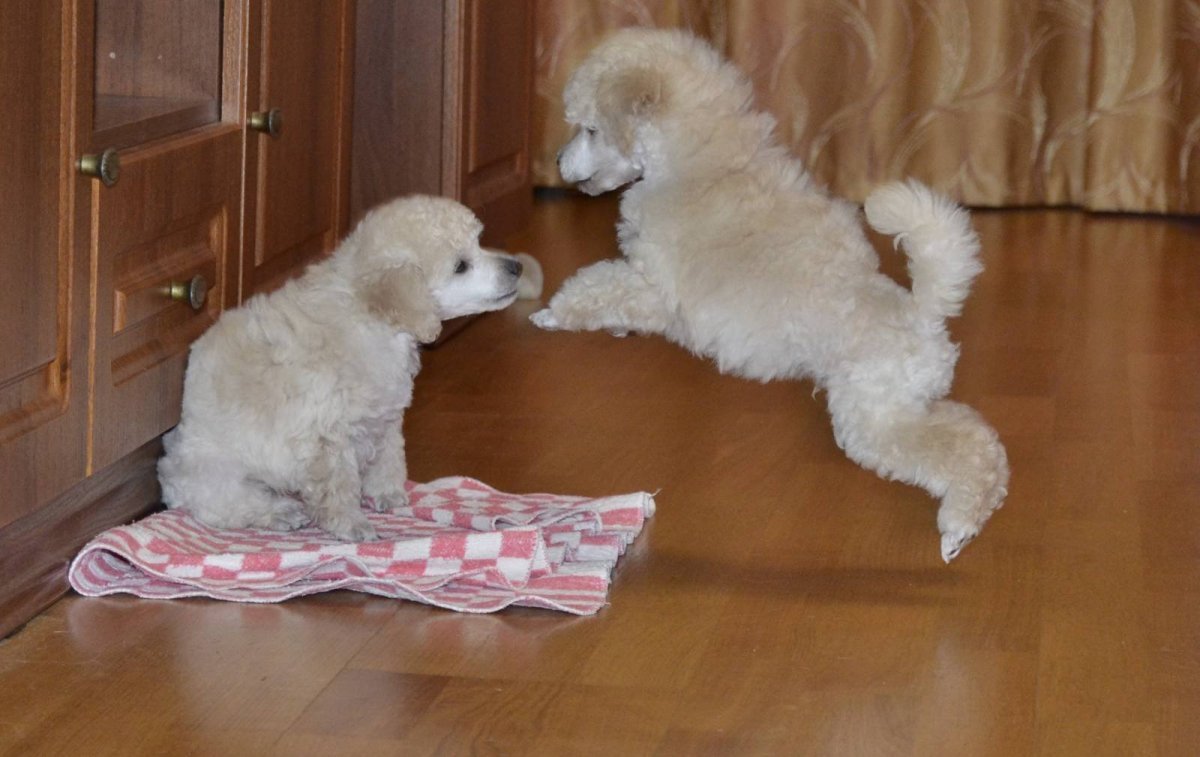 Мраморный карликовый пудель