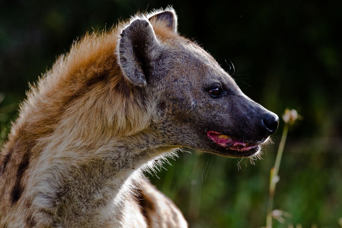Глаза гиены