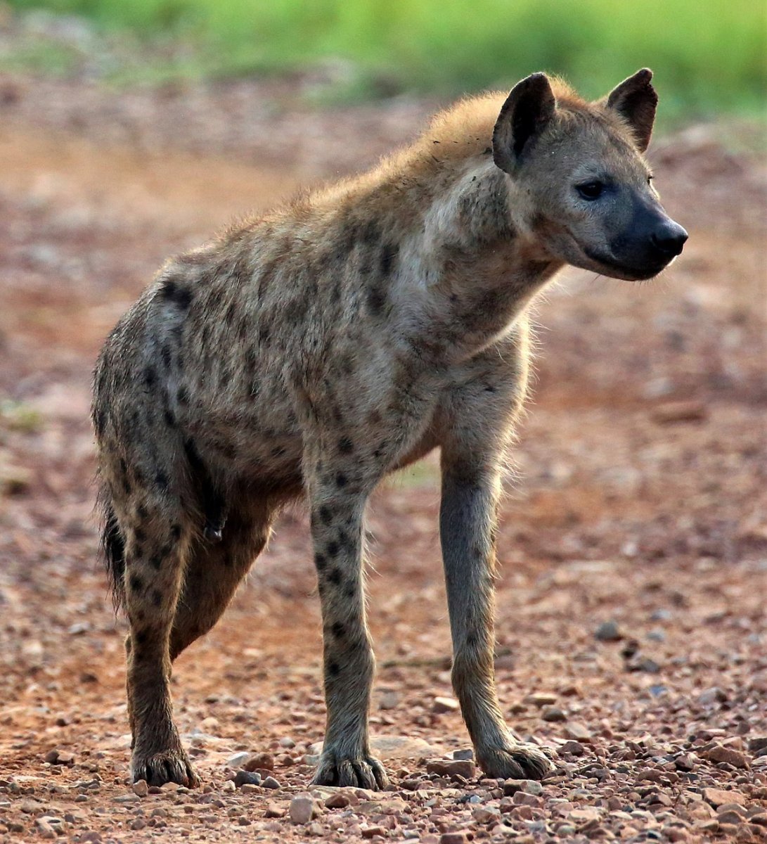 Spotted Hyena