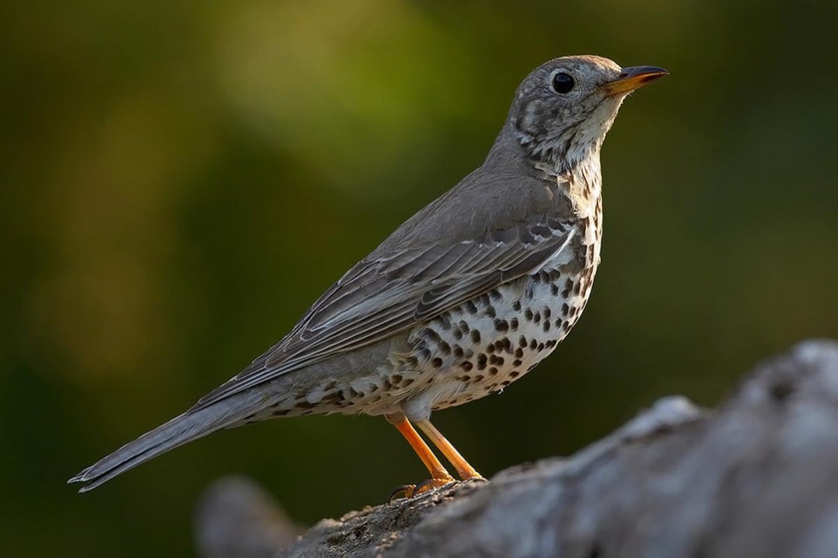 Дрозд деряба рябинник