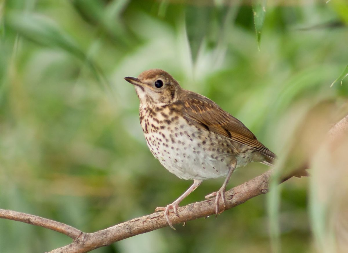Певчий Дрозд небольшая птичка