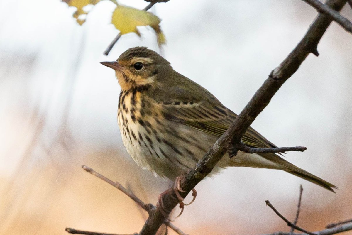 Птица пятнистый конёк голос пением