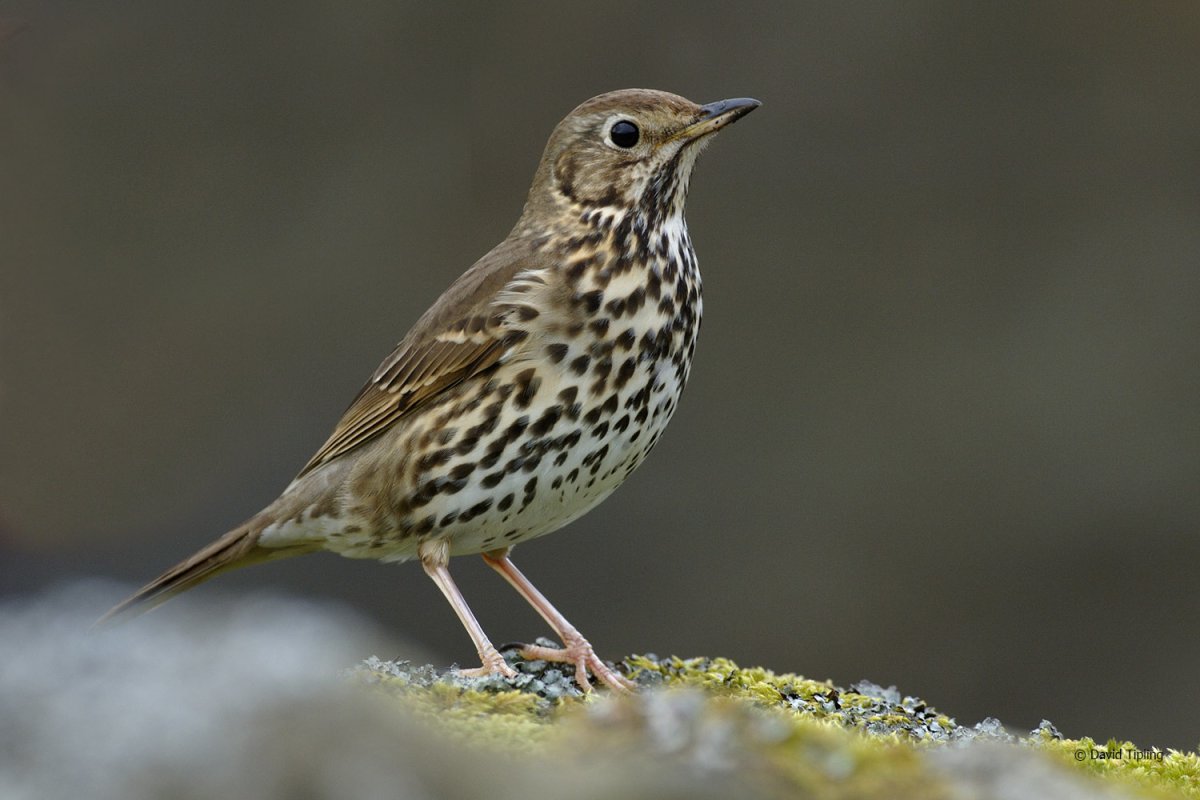 Перо певчего дрозда