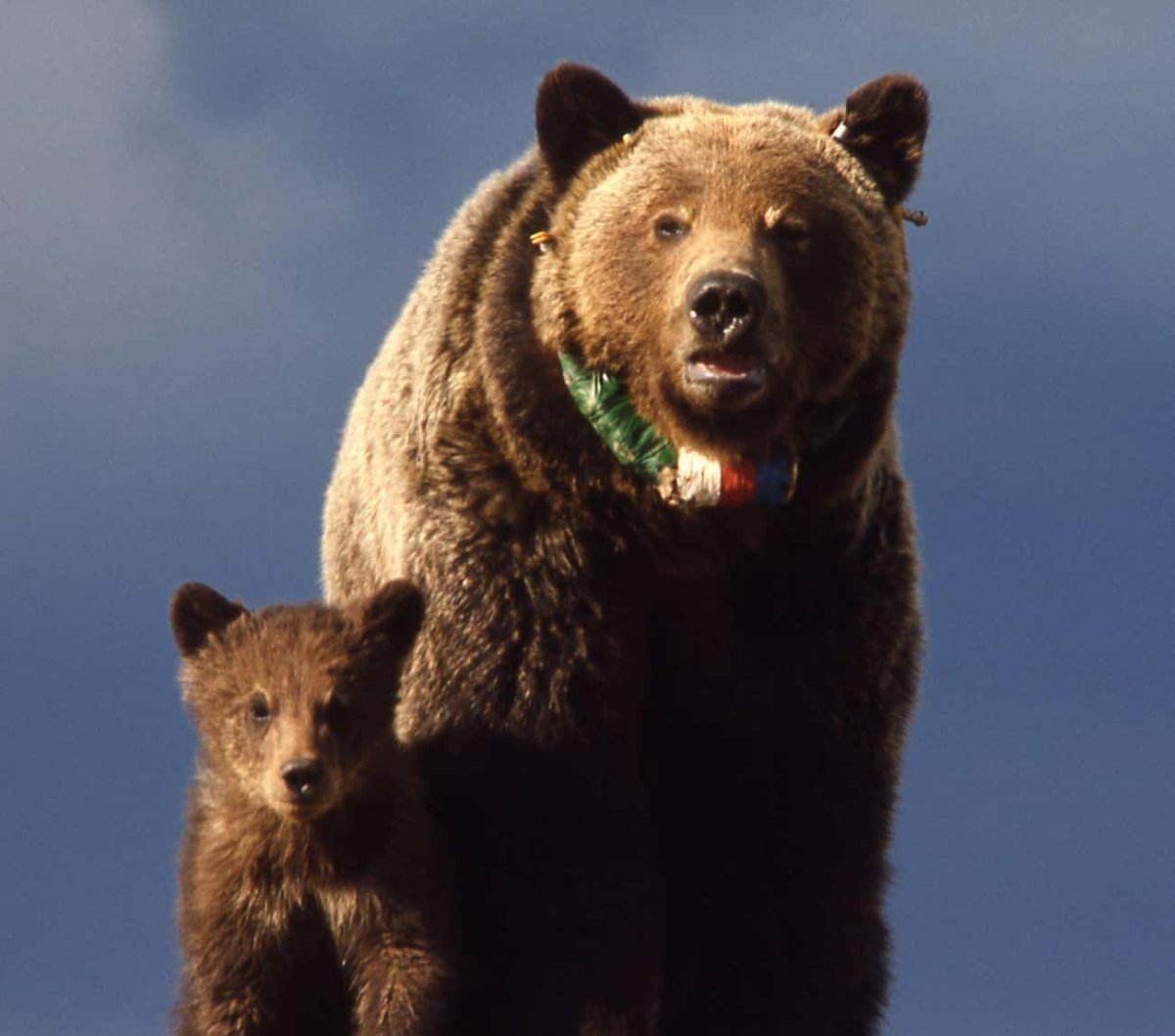 Популяция бурых медведей. Солнечный медведь. Медведь в Солнечный день. Самая большая популяция медведей в мире. Медведь и солнце.
