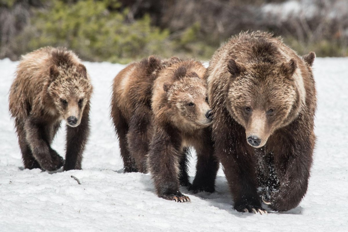 Медведи Гризли Йеллоустоун. Популяция медведей. Бурый медведь в зоопарке. Популяция медведей в Челябинской области.