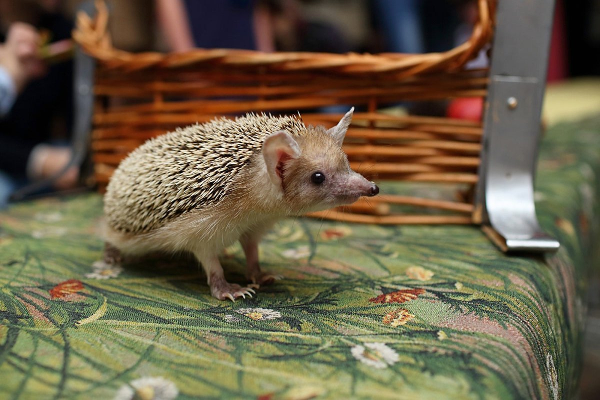 Бритый Ежик