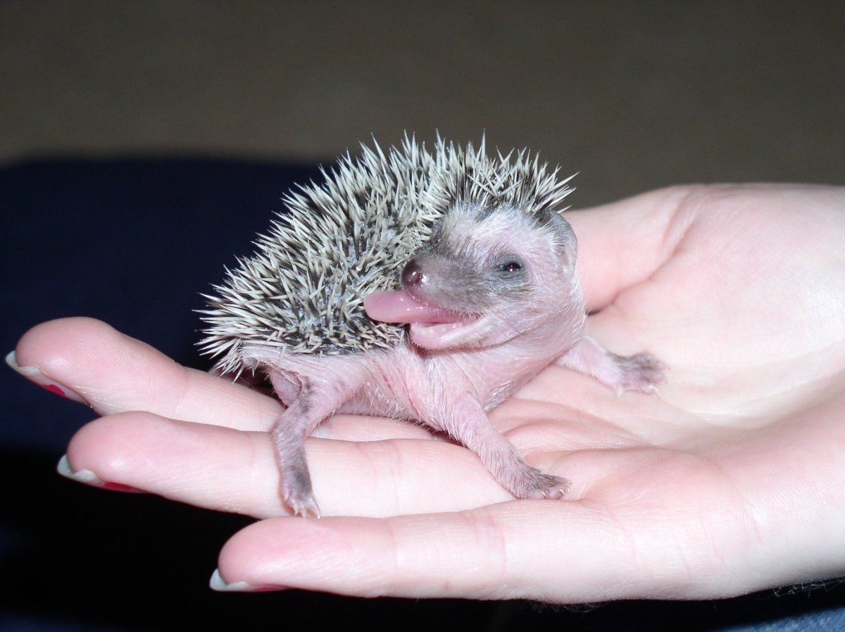 Африканский карликовый Ежик