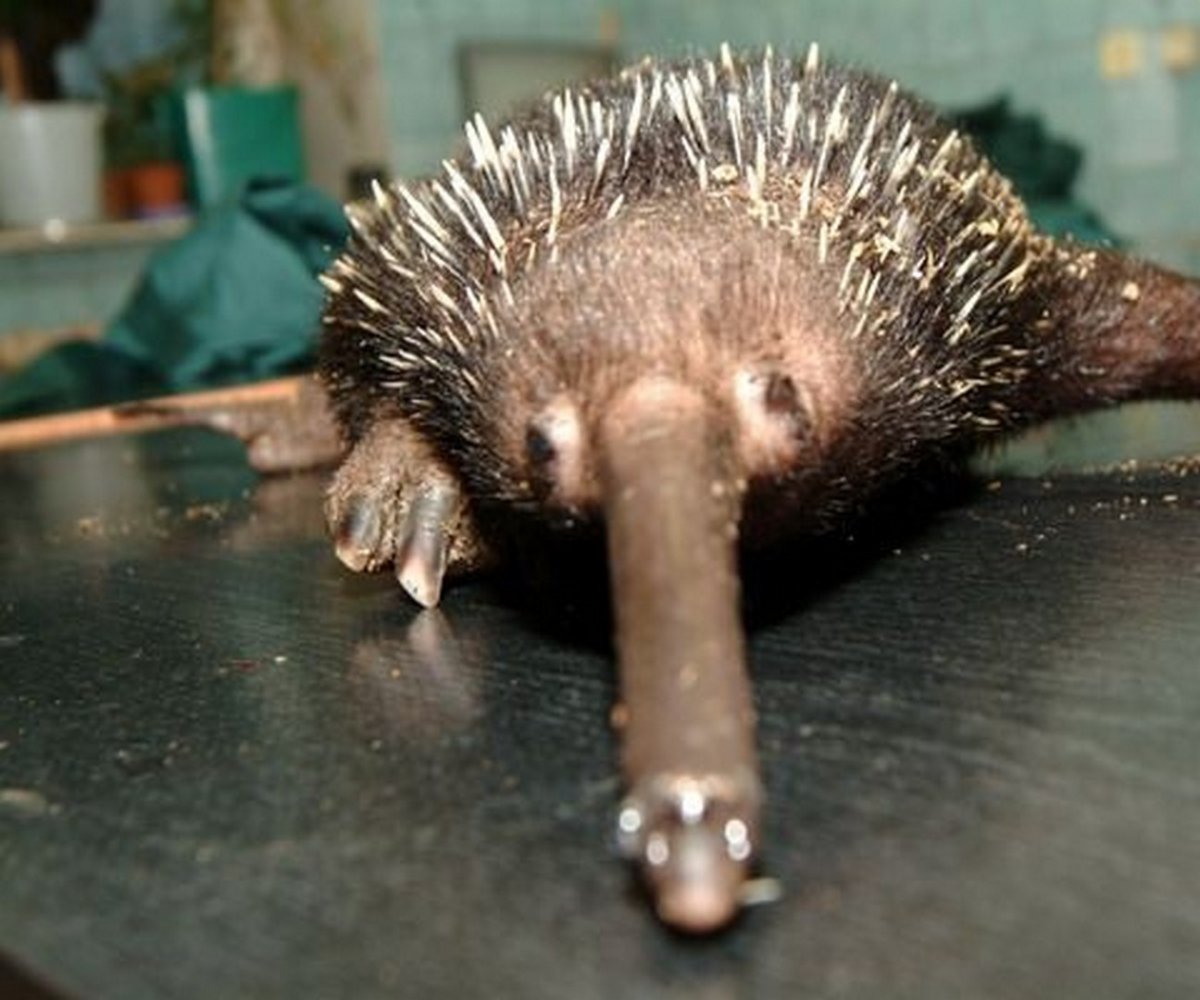 Волосатый Ежик