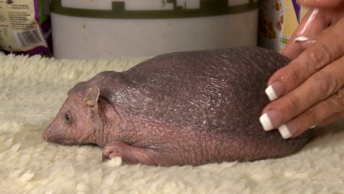 Ежик Нельсон без иголок