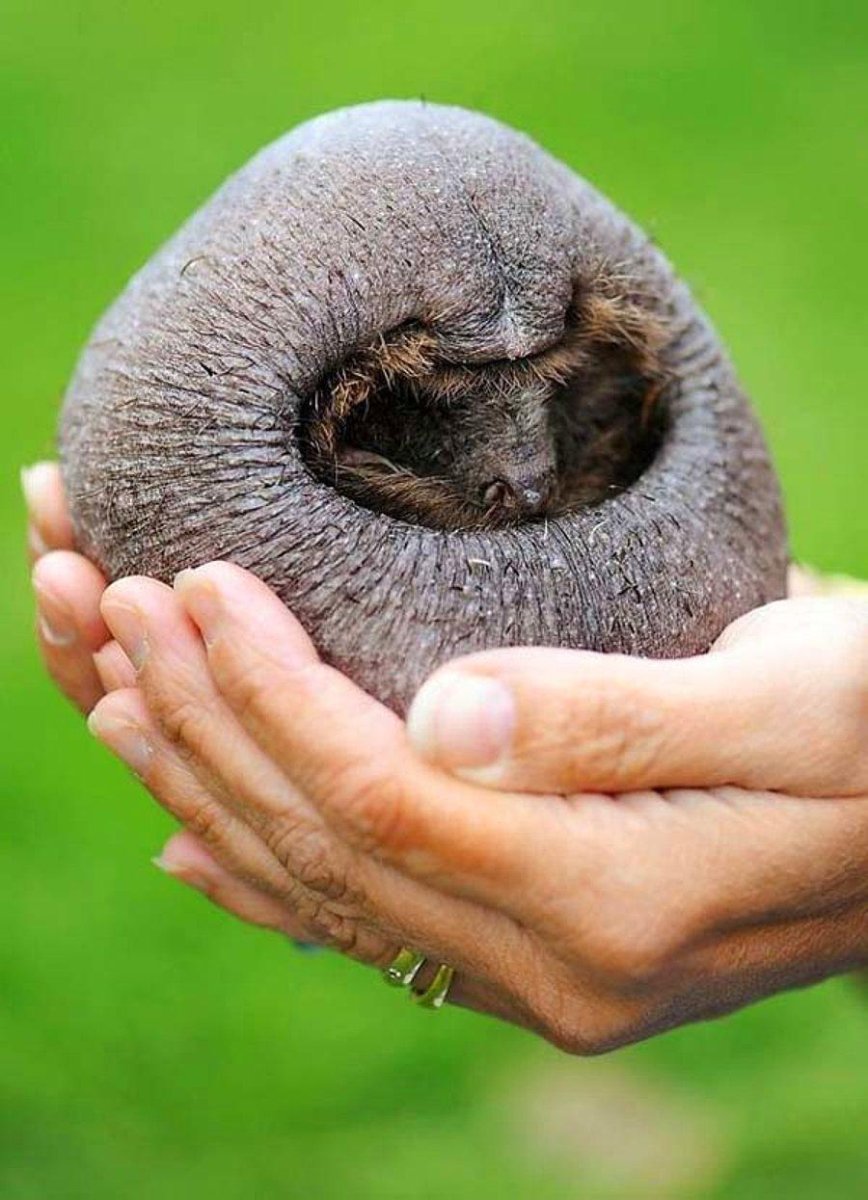 Безобидные животные