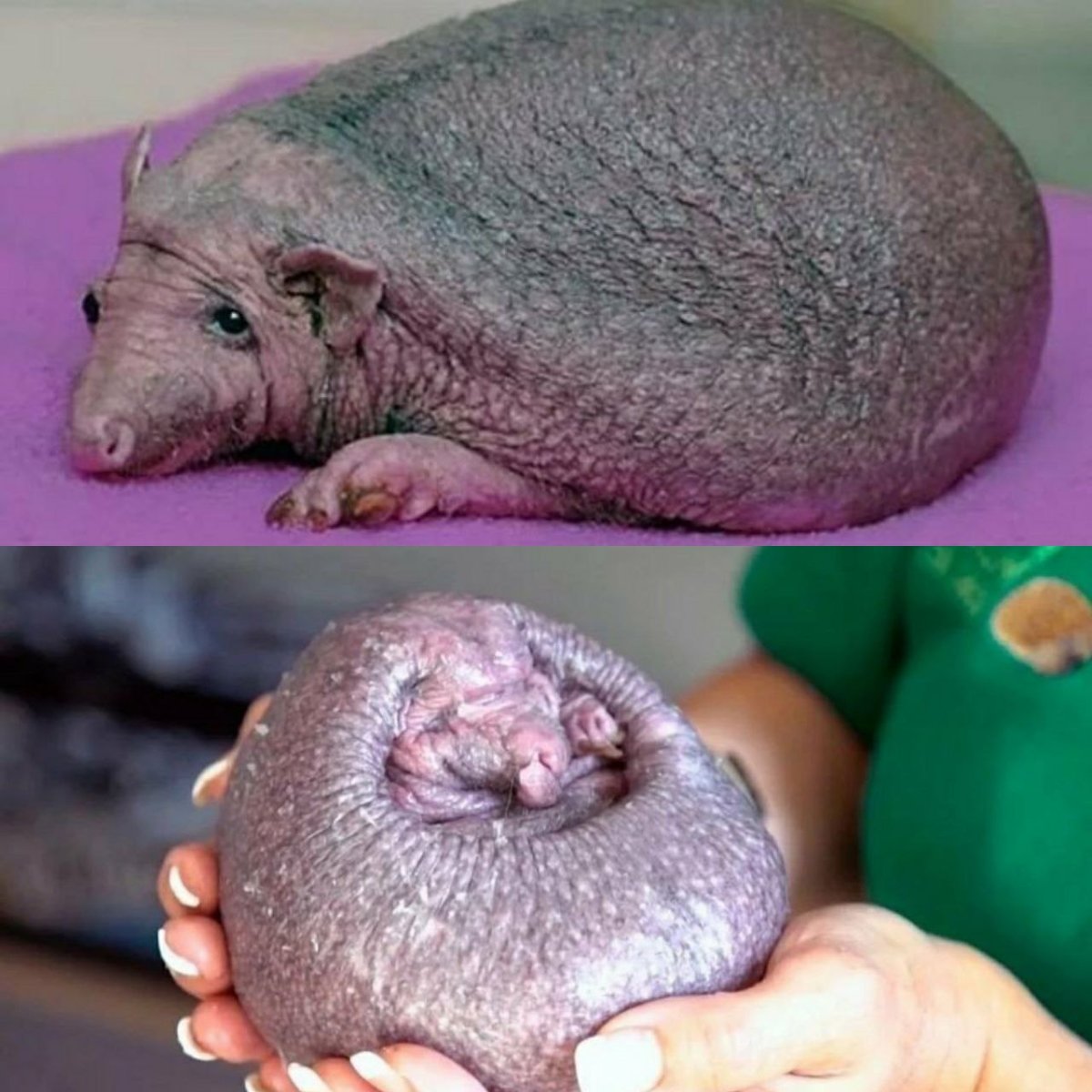 Лысый ёж без иголок