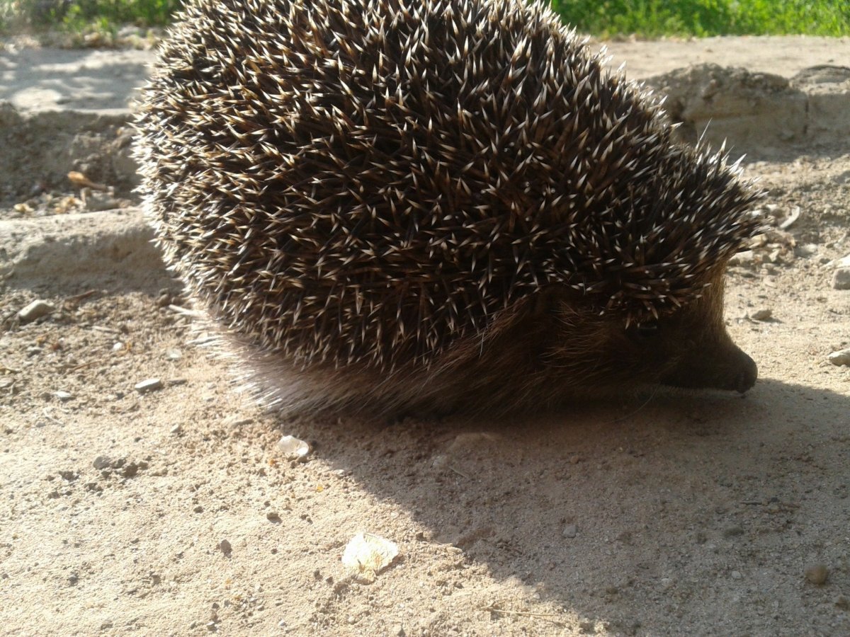 Напугал ежа голым задом