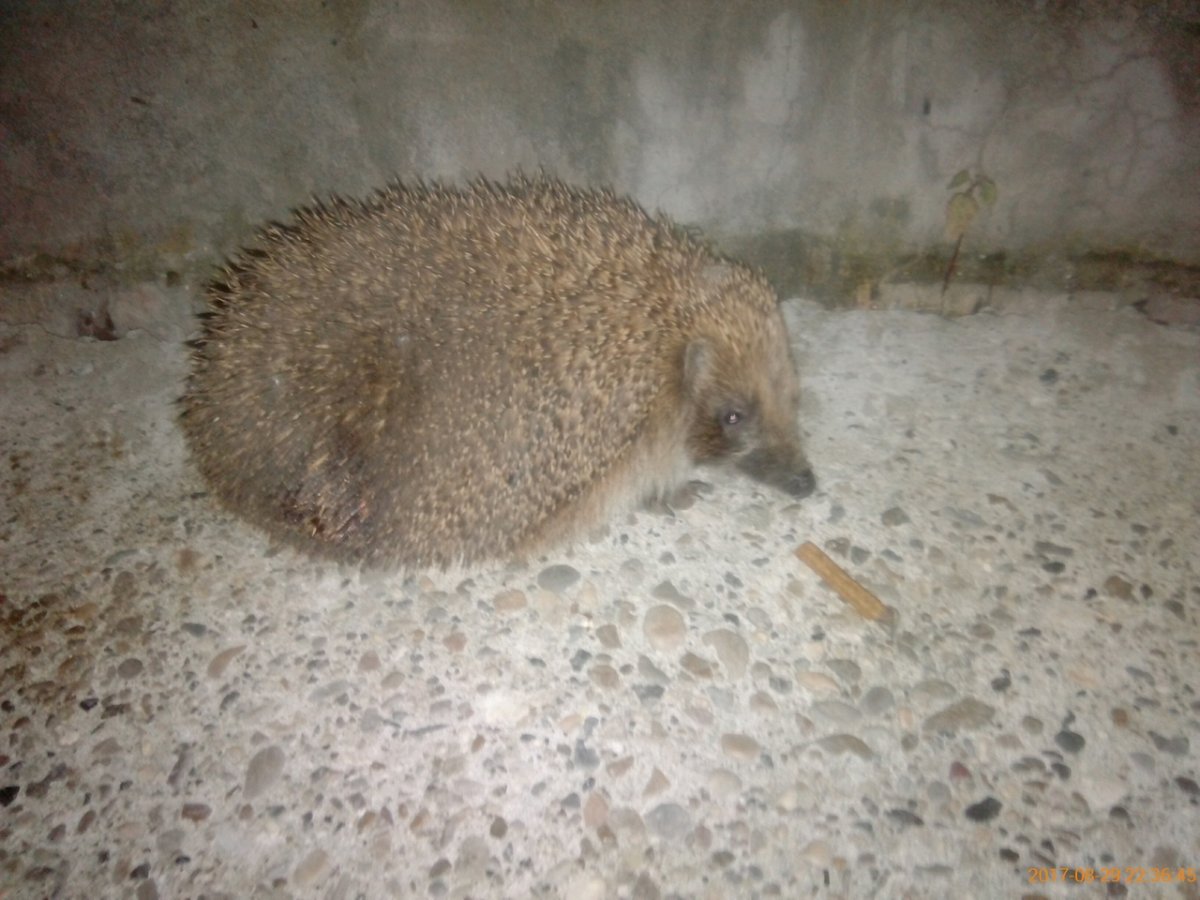 Ëжик бегает по ковру