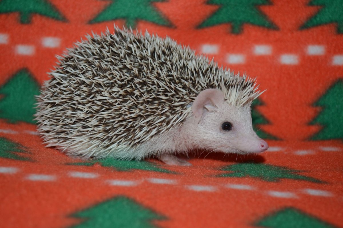 Еж обыкновенный с питомника