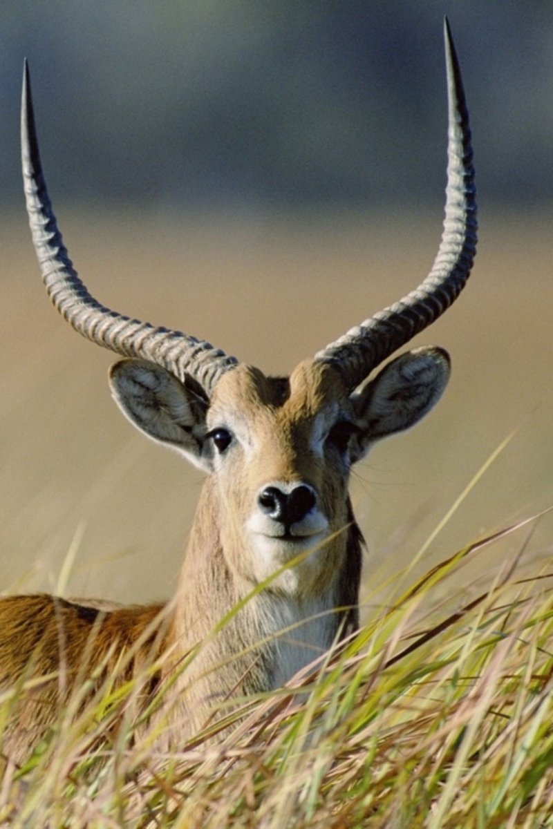 Монгольский дзерен