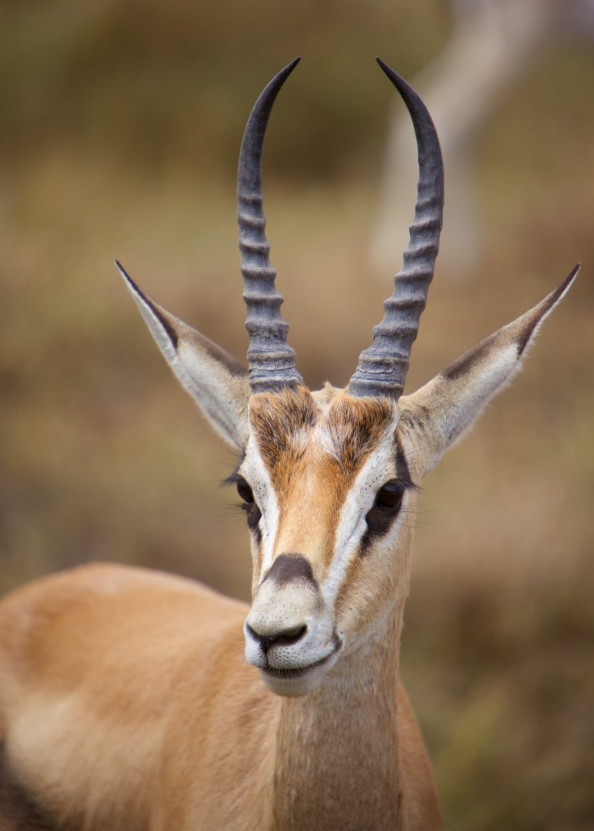 Антилопа Джейран рога