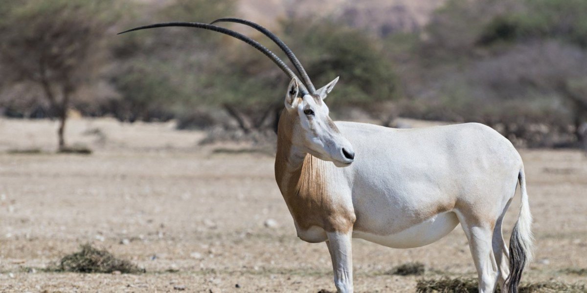 Животное с очень длинными рогами